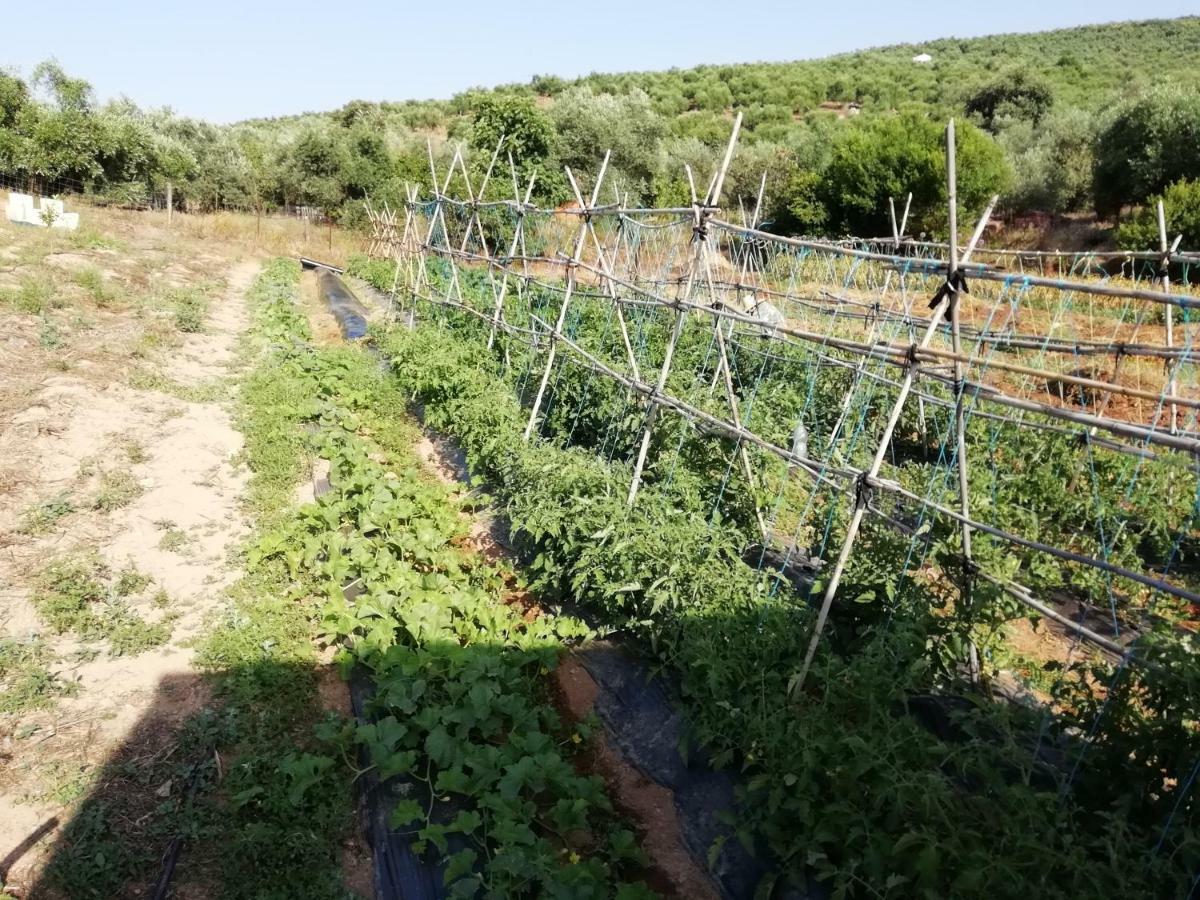 Alojamiento Rural La Perdiz Ла Пуебла де лос Инфантес Екстериор снимка